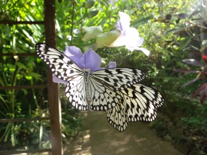 GEDSC DIGITAL CAMERA